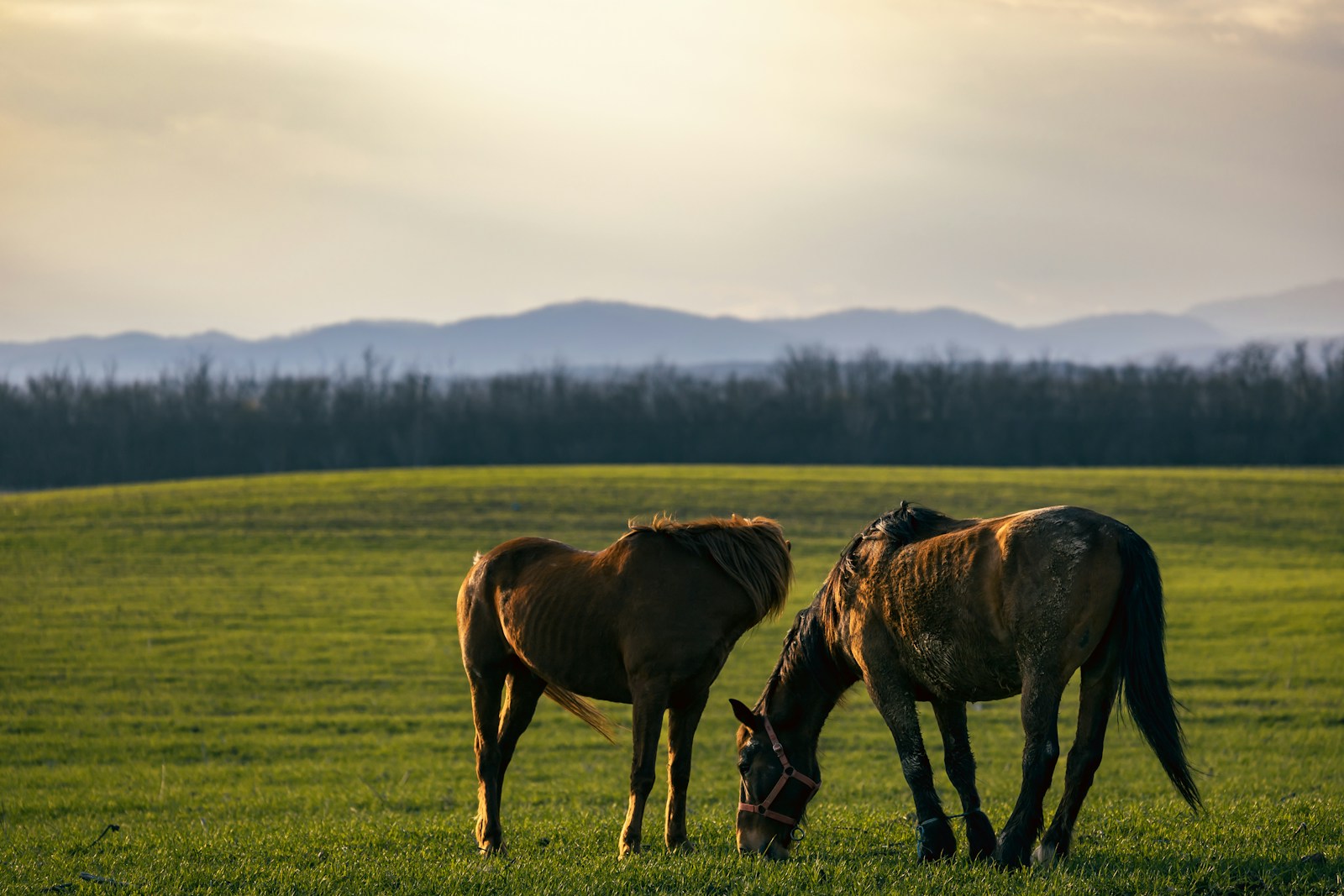 acreages for sale in Stettler County